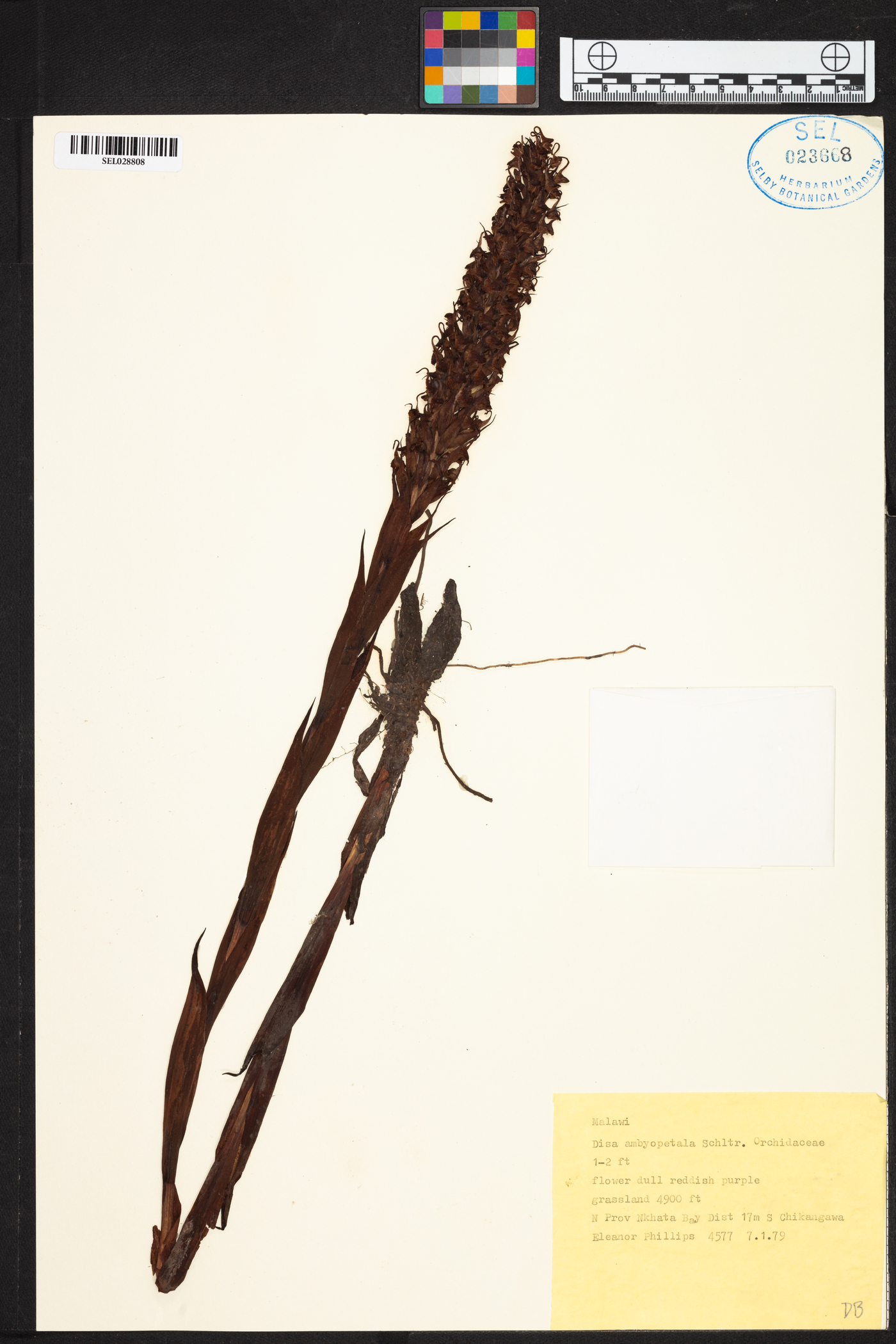 Disa hircicornis image