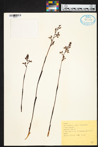 Disa aconitoides subsp. concinna image