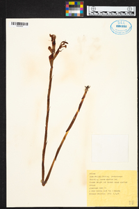 Disa erubescens subsp. carsonii image