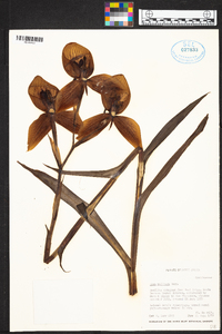 Disa uniflora image