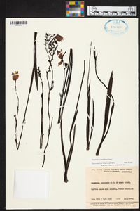 Duckeella pauciflora image