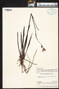 Duckeella pauciflora image