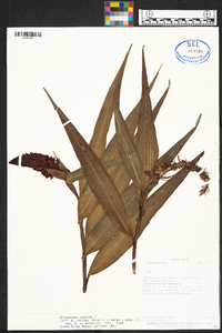 Elleanthus conifer image