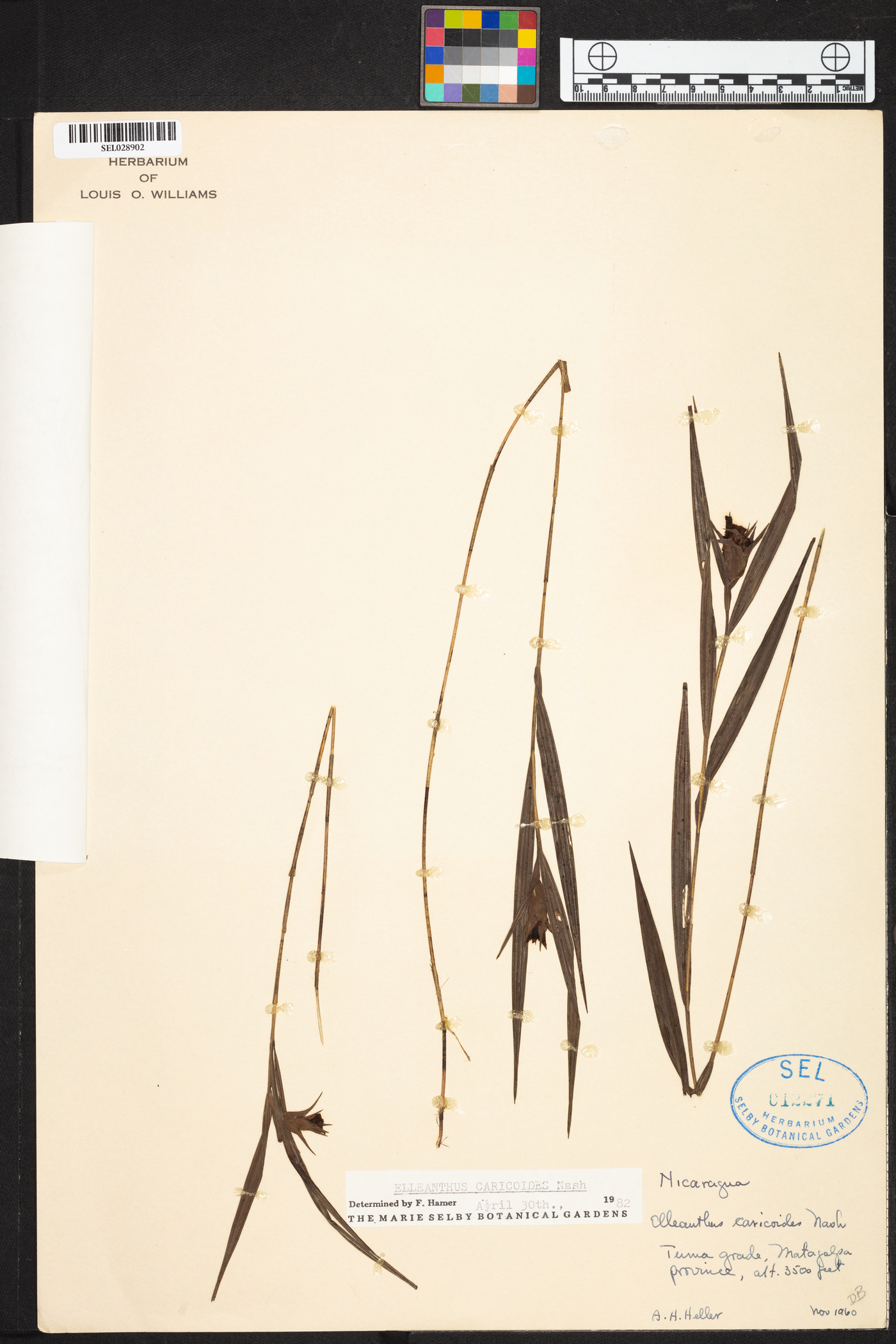 Elleanthus caricoides image