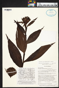 Elleanthus cynarocephalus image
