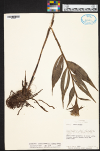 Elleanthus cynarocephalus image