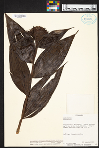Elleanthus cynarocephalus image