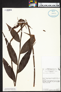 Elleanthus cynarocephalus image