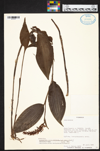Media resource of Elleanthus discolor