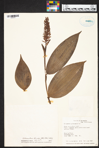 Elleanthus discolor image