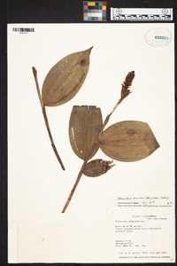 Elleanthus discolor image