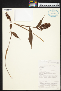 Elleanthus glaucophyllus image