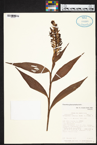 Elleanthus glaucophyllus image