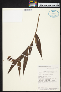 Elleanthus glaucophyllus image