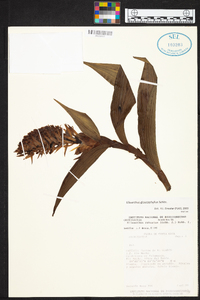 Elleanthus glaucophyllus image