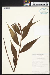 Elleanthus glaucophyllus image