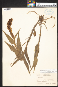 Elleanthus glaucophyllus image