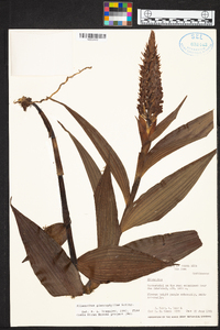Elleanthus glaucophyllus image