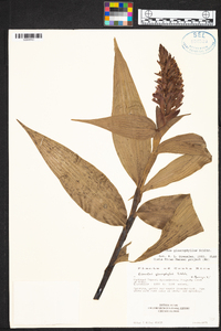 Elleanthus glaucophyllus image