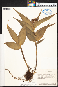 Elleanthus glaucophyllus image