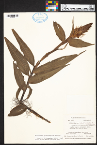 Elleanthus glaucophyllus image