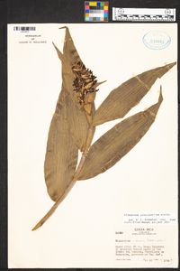 Elleanthus glaucophyllus image