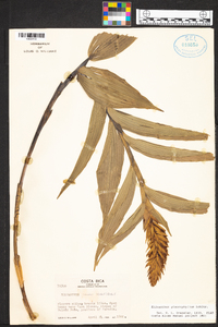 Elleanthus glaucophyllus image