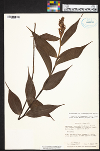 Elleanthus glaucophyllus image