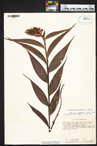 Elleanthus glaucophyllus image