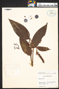 Elleanthus glaucophyllus image