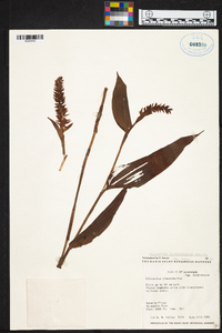 Elleanthus glaucophyllus image