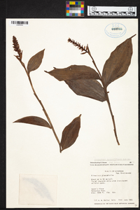 Elleanthus glaucophyllus image