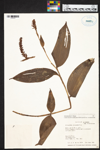 Elleanthus glaucophyllus image
