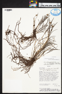 Elleanthus graminifolius image
