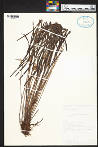 Elleanthus graminifolius image