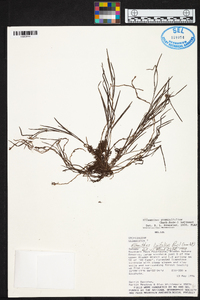 Elleanthus graminifolius image