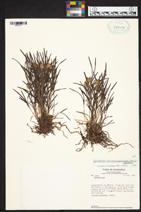 Elleanthus graminifolius image