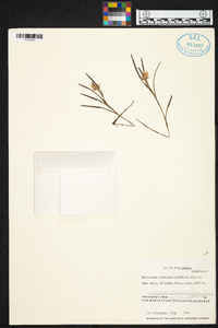 Elleanthus graminifolius image