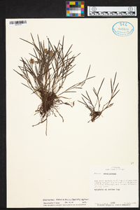 Elleanthus graminifolius image