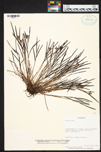 Elleanthus graminifolius image