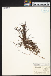 Elleanthus graminifolius image