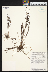 Elleanthus graminifolius image
