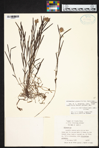 Elleanthus graminifolius image