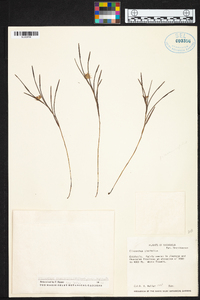 Elleanthus graminifolius image