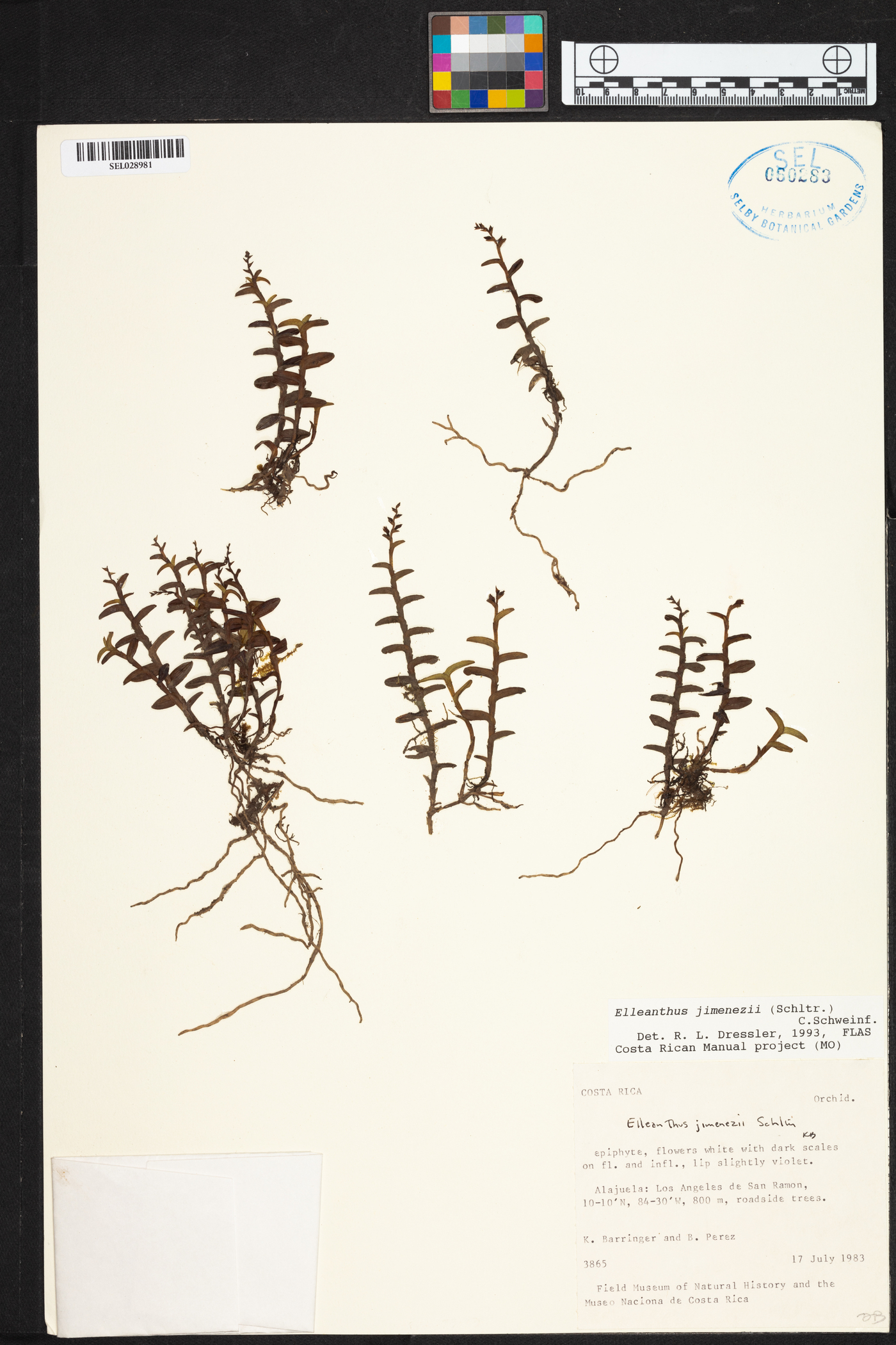 Elleanthus jimenezii image