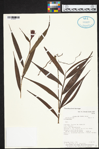 Elleanthus lentii image