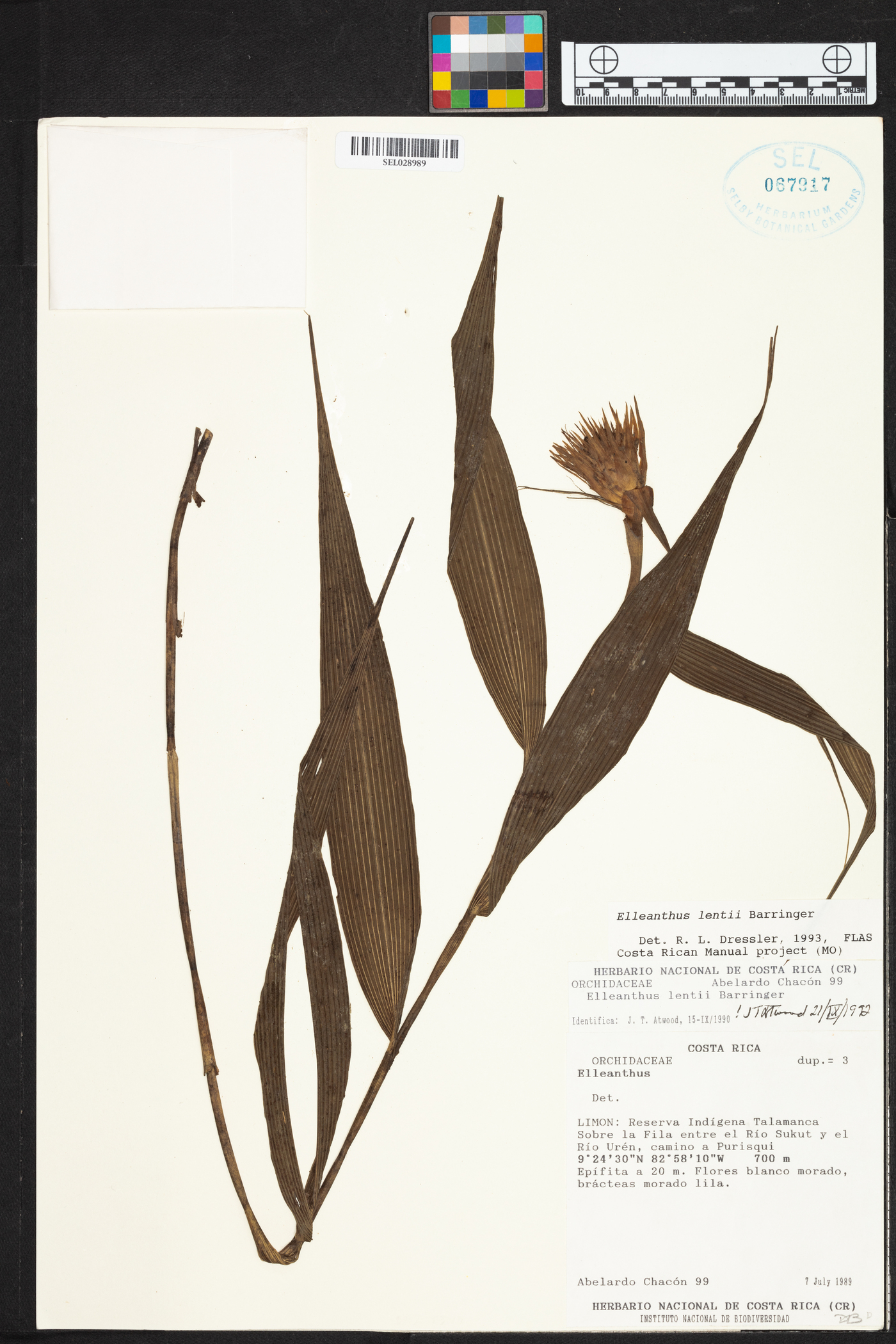 Elleanthus lentii image