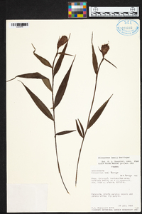 Elleanthus lentii image