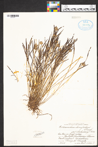 Elleanthus linifolius image