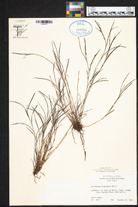 Elleanthus linifolius image